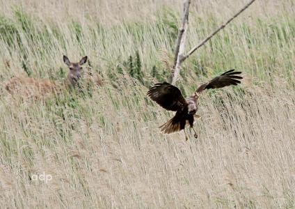 Marsh Harrier female (Circus aeruginosus) with Roe Deer Alan Prowse